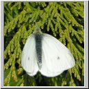 Pieris rapae - Kleiner Kohlweissling 05.jpg